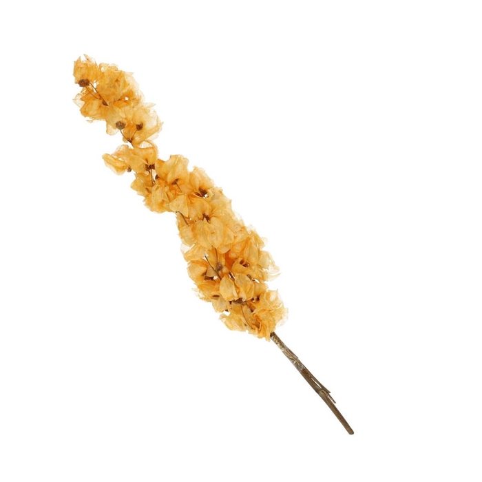 <h4>Droogbloem Bougainvillea 45-55cm</h4>