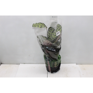CALATHEA MAKOYAMA P17