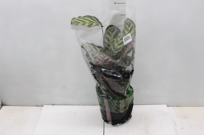 <h4>CALATHEA MAKOYAMA P17</h4>