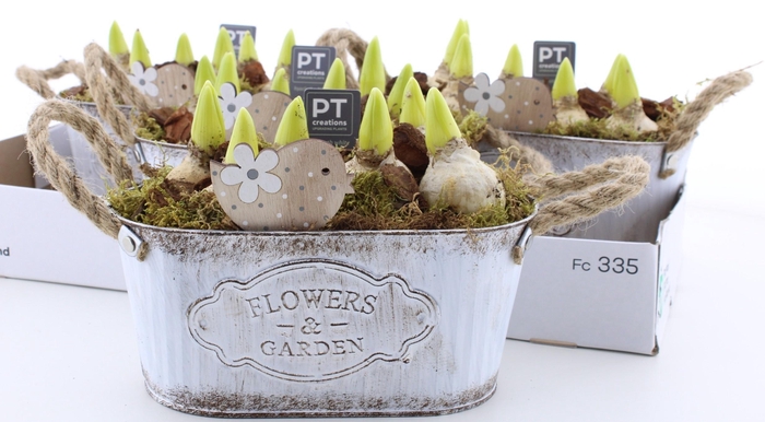 arr8 Arr Hyacinth In Zinken Bak Ovaal