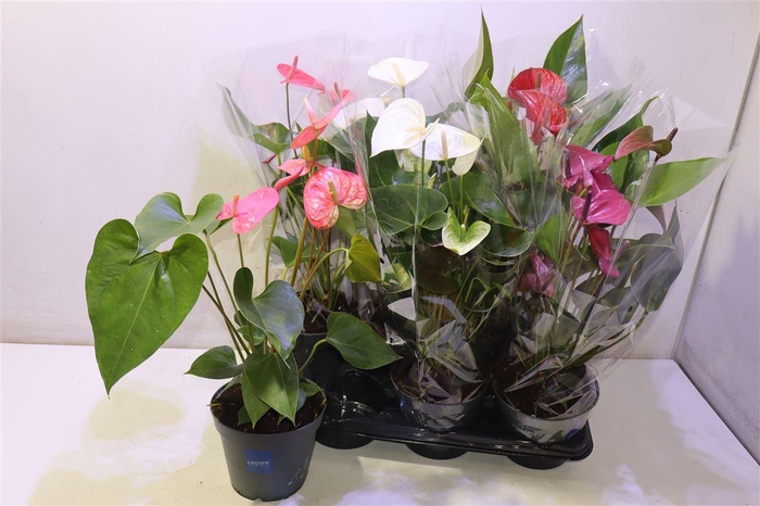 <h4>arr8 Anthu An Gem</h4>