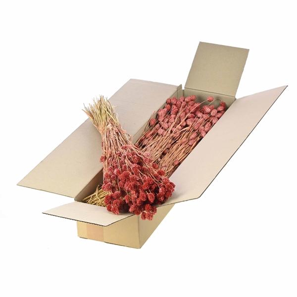 <h4>Phalaris Sb Hazelnut Brown</h4>