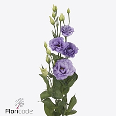Lisianthus do corelli lavender