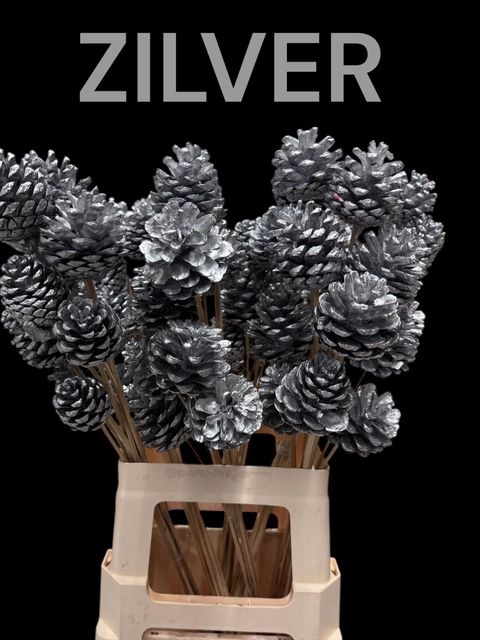 <h4>Dennenappel zilver</h4>