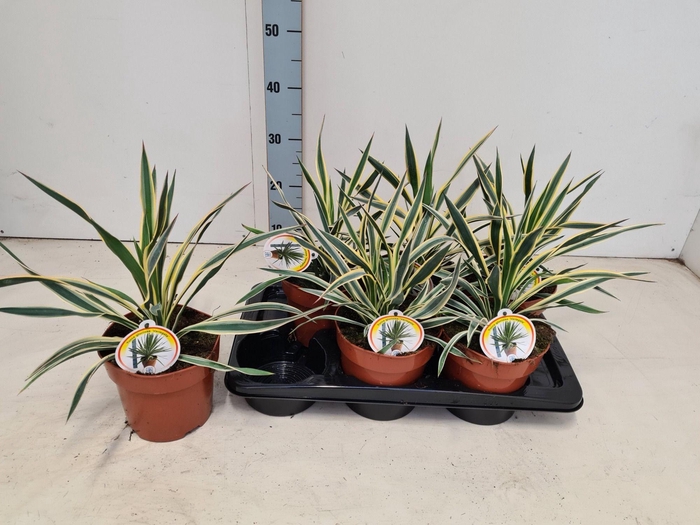<h4>YUCCA GLOR VARIEGATA</h4>