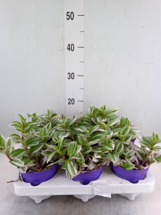 <h4>Tradescantia   ...</h4>