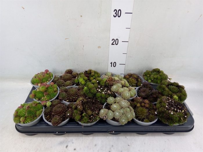 <h4>Sempervivum   ...mix</h4>