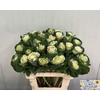 Brassica White Crane