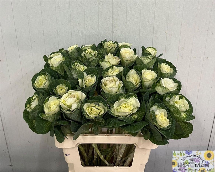 Brassica White Crane