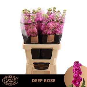 MATTH STOX DEEP ROSE