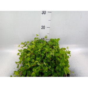 Peperomia rotundifolia