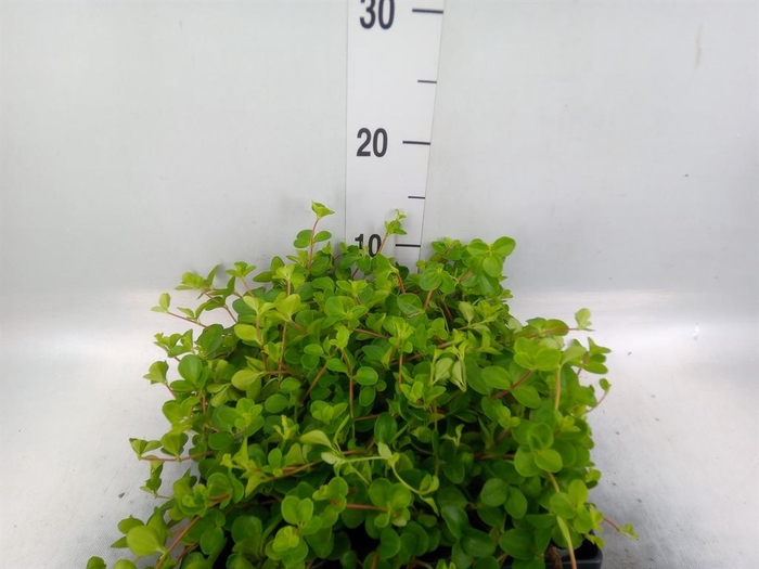 <h4>Peperomia rotundifolia</h4>