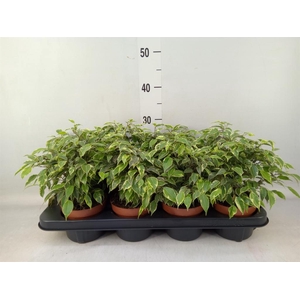 Ficus benja. 'Kinky'