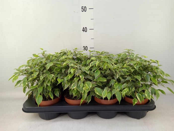 <h4>Ficus benja. 'Kinky'</h4>