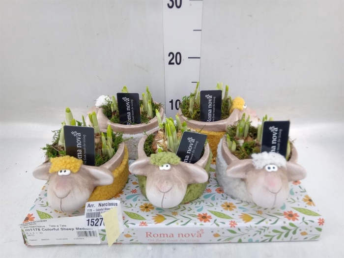 <h4>Arr.  Narcissus</h4>