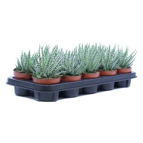 <h4>Aloe humilis 10,5 cm</h4>