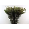 Euca Parvifolia 300gr P Bunch