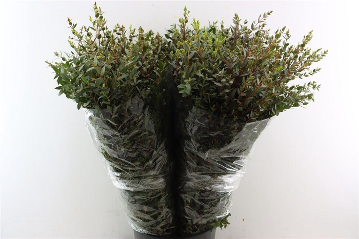 <h4>Euca Parvifolia 300gr S A P Bunch</h4>