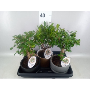 Bonsai   ...mix