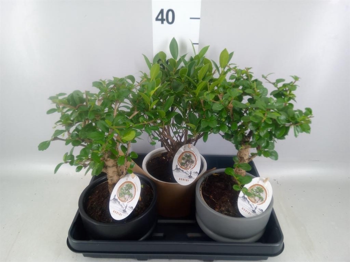 <h4>Bonsai   ...mix</h4>