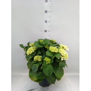 Hydrangea mac.