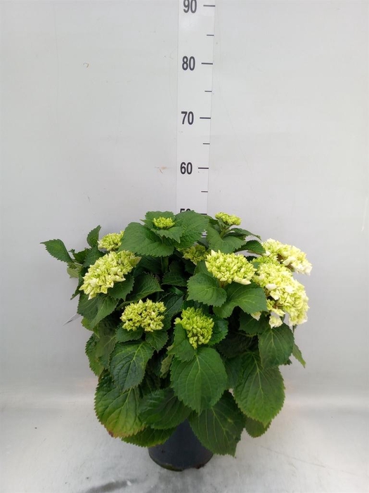 <h4>Hydrangea mac.</h4>