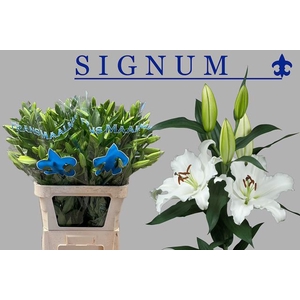 LI OR SIGNUM