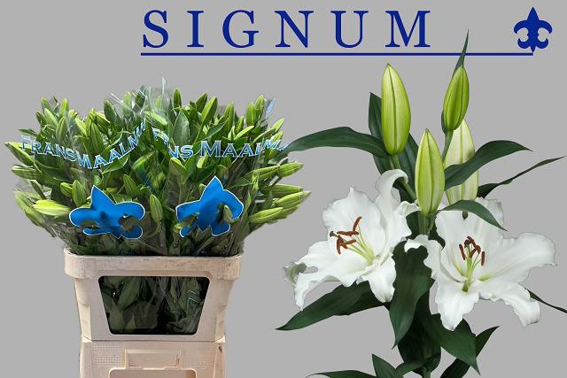 <h4>LI OR SIGNUM</h4>