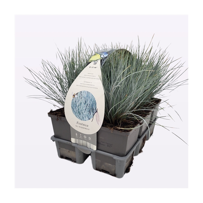 <h4>Festuca glauca 'Elija Bleu'</h4>