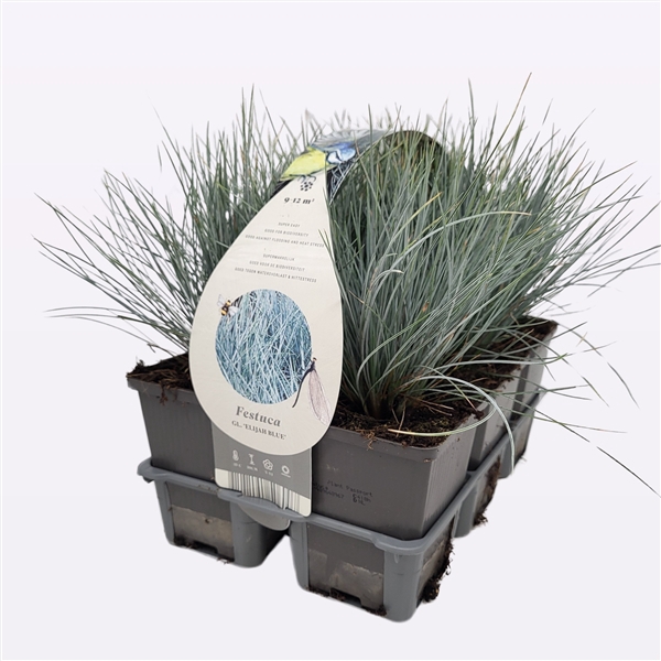 Festuca glauca 'Elija Bleu'