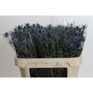 Eryngium Blue Dynamite