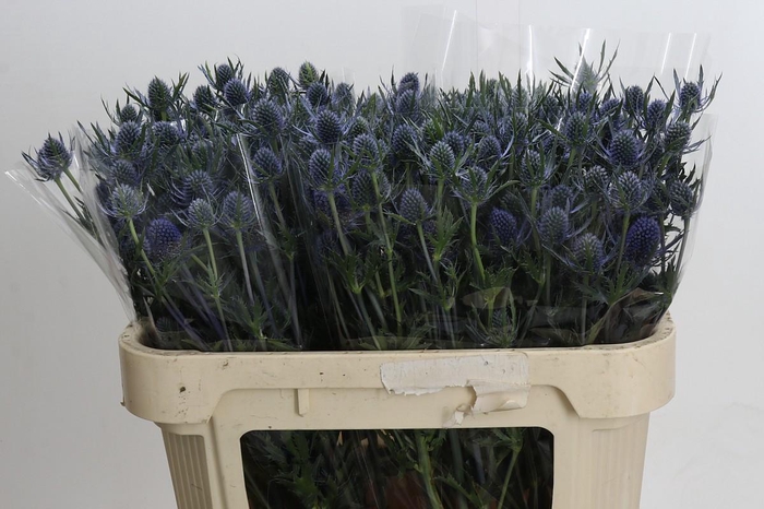 <h4>Eryngium Blue Dynamite</h4>