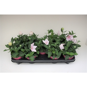 Platycodon Roze