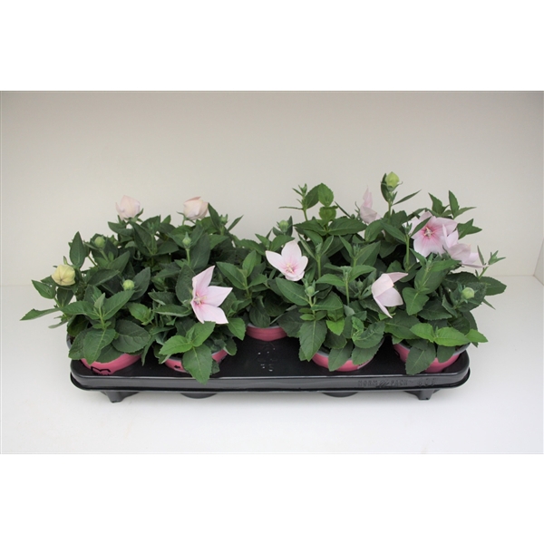 <h4>Platycodon gr. Astra Pink</h4>