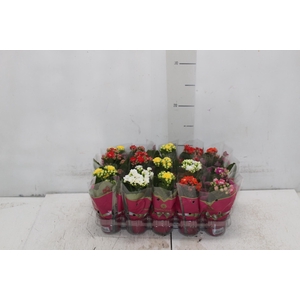 KAL. DOBRADO MINI P06