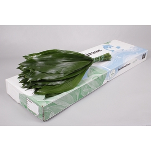 Aspidistra* Per 10 (only full pallet )