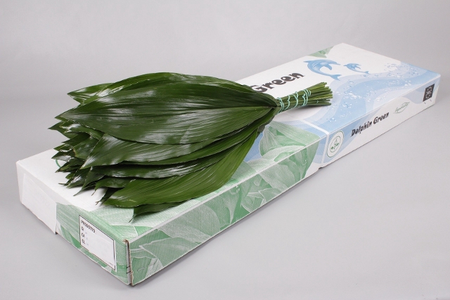 <h4>Aspidistra* Per 10 (only full pallet )</h4>