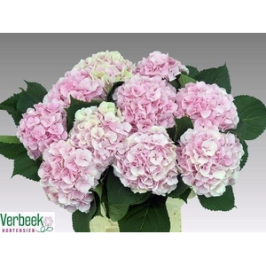 HYDR M CH VERENA