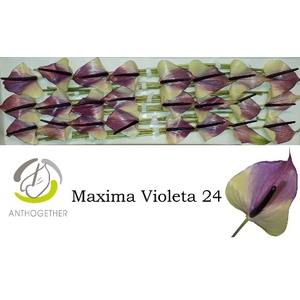 ANTH A MAX VIOLETA 24