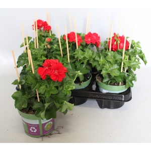 Pelargonium peltatum Gabry (Red)
