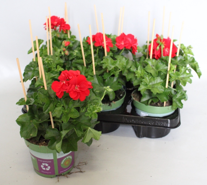 <h4>Pelargonium peltatum Gabry (Red)</h4>