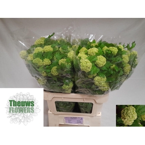VIBURNUM ROSEUM ST
