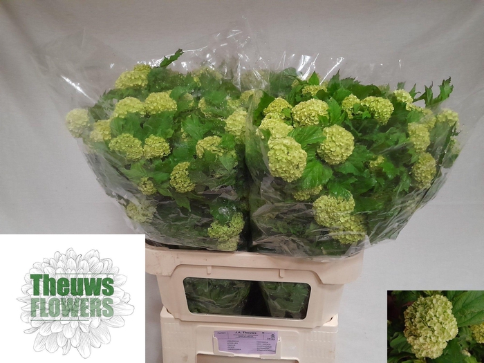 <h4>VIBURNUM ROSEUM ST</h4>