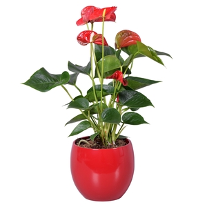 Anthurium Ton sur Ton in rode bolpot