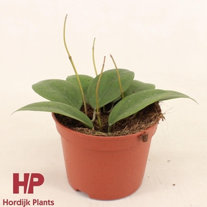 Hoya Tequila Sunrise P12