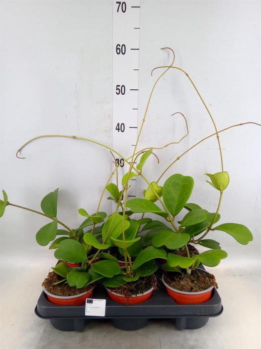 <h4>Hoya kerrii</h4>