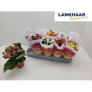 KAL GE PERF GEM 5 KL