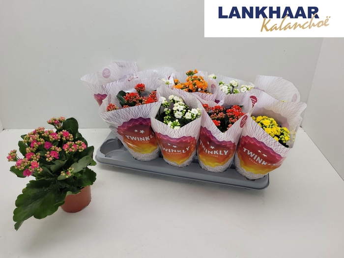 <h4>KAL GE PERF GEM 5 KL</h4>