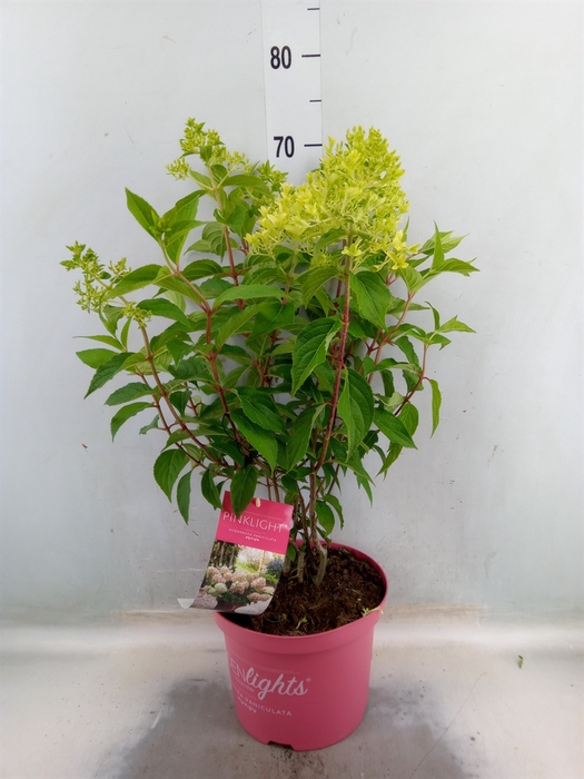 <h4>Hydrangea pan.</h4>