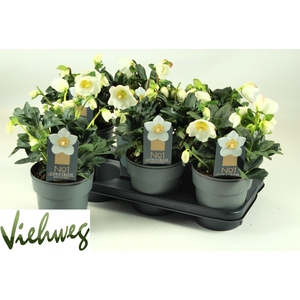 HELL NI HGC WINTERGO